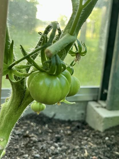 Marmande tomaatje