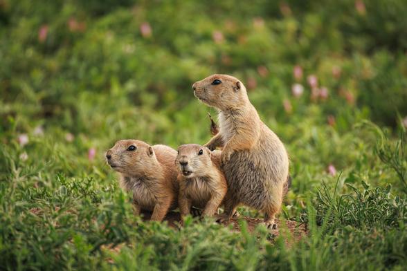 A photo of three young black-tailed prairie dogs (Cynomys ludovicianus) clustered together, one standing with its paw resting on its sibling's back, in a meadow dotted with wildflowers.