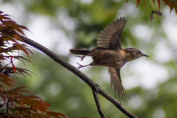 Carolina wren jumping off a tree branch