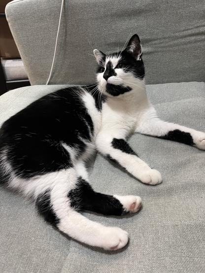 Kitteh!