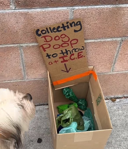 Picture of a cardboard box with several green dog poo bags in it.  Sign reads COLLECTING DOG POOP TO THROW AT ICE