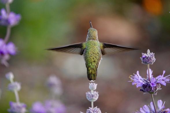 An Anna’s hummingbird is hovering among purple sage flowers, with its wings outstretched