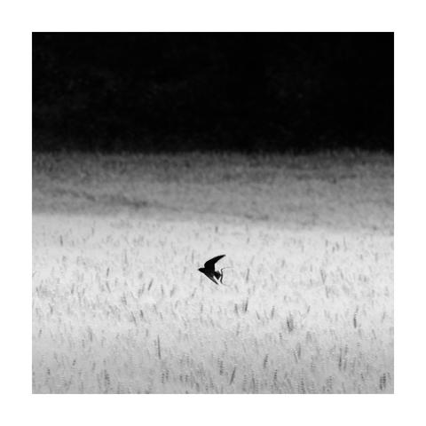 A black-and-white photograph, framed with a white border, depicting a single bird captured in mid-flight, sharply silhouetted against a softly illuminated field. The bird flies low above tall grasses or grain stalks, which appear as a gentle texture across the bottom half of the image. In the background, darkness creates a dramatic contrast, highlighting the bird’s distinct shape.
