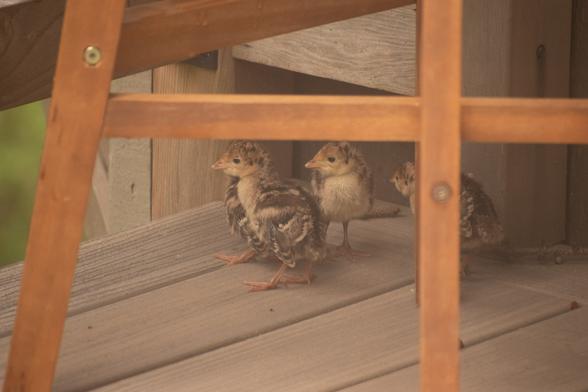A photo of four very small wild turkey chicks clustered together at the edge of a wooden deck, among the legs of a wooden stool. They appear to be anxious about the fact that their mother has led them out onto this strange, elevated human structure, and then blithely hopped off, apparently expecting them to follow.