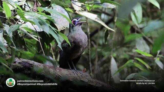 In #rainforests of #Sumatra is a rare melody of "eee-wow eee-wow" by the Sumatran Ground Cuckoo - long thought #extinct. Now critically endangered by #palmoil #deforestation. Fight for them when you #BoycottPalmOil #Boycott4Wildlife 🌴💩☠️ https://palmoildetectives.com/2021/01/21/sumatran-ground-cuckoo-carpococcyx-viridis/?utm_source=mastodon&utm_medium=Palm+Oil+Detectives&utm_campaign=publer