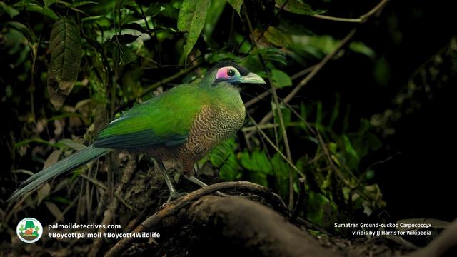 In #rainforests of #Sumatra is a rare melody of "eee-wow eee-wow" by the Sumatran Ground Cuckoo - long thought #extinct. Now critically endangered by #palmoil #deforestation. Fight for them when you #BoycottPalmOil #Boycott4Wildlife 🌴💩☠️ https://palmoildetectives.com/2021/01/21/sumatran-ground-cuckoo-carpococcyx-viridis/?utm_source=mastodon&utm_medium=Palm+Oil+Detectives&utm_campaign=publer