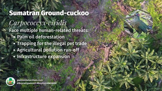 In #rainforests of #Sumatra is a rare melody of "eee-wow eee-wow" by the Sumatran Ground Cuckoo - long thought #extinct. Now critically endangered by #palmoil #deforestation. Fight for them when you #BoycottPalmOil #Boycott4Wildlife 🌴💩☠️ https://palmoildetectives.com/2021/01/21/sumatran-ground-cuckoo-carpococcyx-viridis/?utm_source=mastodon&utm_medium=Palm+Oil+Detectives&utm_campaign=publer