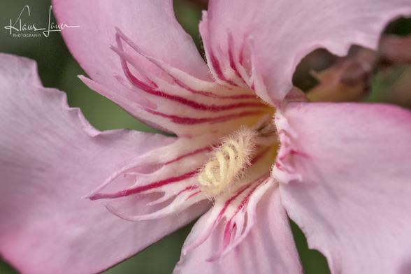 Das Foto zeigt die Makroaufnahme einer rosa Blüte eines Oleander, deren Staubblätter sich umeinander drehen.