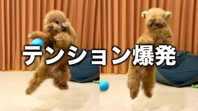 久しぶりの新しいおもちゃにバグるトイプードル