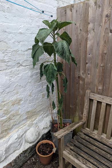 A sadly wilting, five foot tall(?) competition sunflower plant growing in a galvanized planter. It's in a corner, up against a white-washed backyard wall and a wooden fence. Part of a wooden garden bench, and a terracotta pot (containing a dormant cyclamen) is in the foreground.