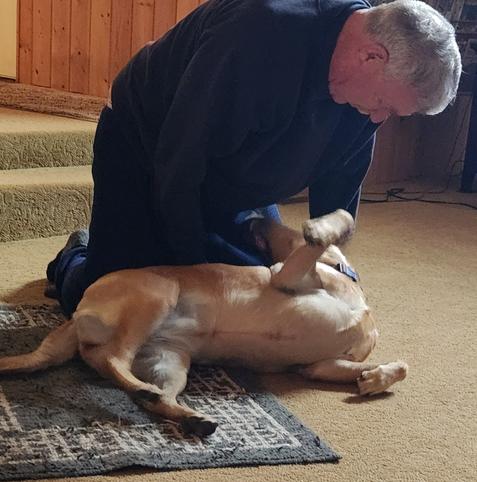 Gray haired man in a blue sweatshirt is on his knees on the floor hugging and playing with a golden lab. They are making happy noises.