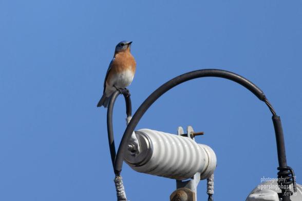 An orange-breasted bird with a blue cap perches incongrouously on the power cables of an electrical transformer.