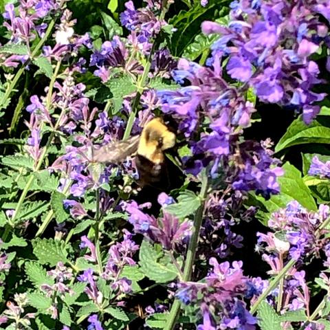 Slightly blurry photo of a large, fluffy bumble bee on a purple catnip flower stalk