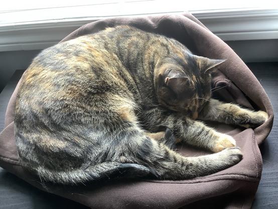 Brown Torbie cat curled up on a brown bunny hug. A windowsill is in the background.