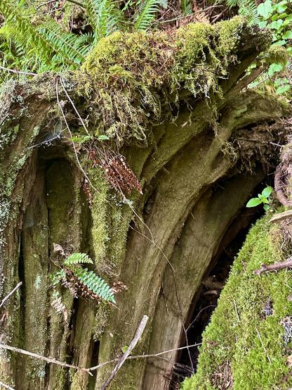 The root base of a giant old tree lies exposed to the air after it fell some time ago. The long wood grain stretches are like powerful sinews. It is covered in different kinds of moss, resembling fine fur and a shaggy mop top, and surrounded by ferns.