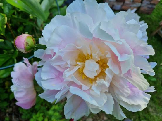 Two peony flowers and a bud. One of them really large and very fluffy, petals white with delicate pink shades and yellow stamens