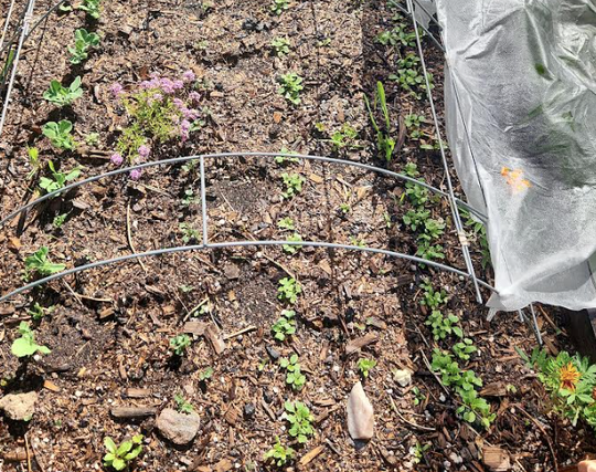 Dark brown soil hosts four rows of seedlings, each row holding different species. There's a purple flowering plant on the upper left and a bright red one on the lower right. 
Wire arches hold a folded-back white sunshade on the right side.