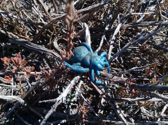 a tiny blue rubber spider toy left abandoned among some dry bushes, coated with several layers of dust and tangled in one human hair