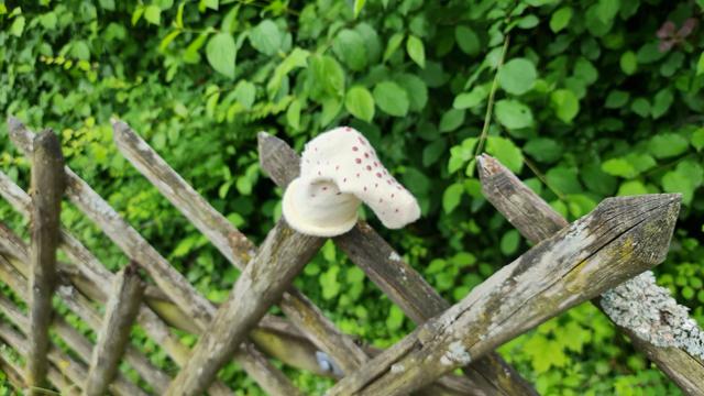 Eine Socke steckt an Pfahl eines holzpfahlzauns, wohl fundobjekt.