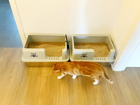 Foto von zwei mit Katzenstreu gefüllten Katzenklos, die nebeneinander stehen; der untere Teil ist eine Wanne aus Edelstahl, der obere Teil ist aus Hartplastik und trägt die Aufschrift „Samtpfote“; vor den Katzenklos läuft gerade ein Gingerkaters durch‘s Bild