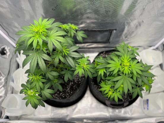 A picture of my cannabis plants on day 33. Their names are Thelma and Louise.