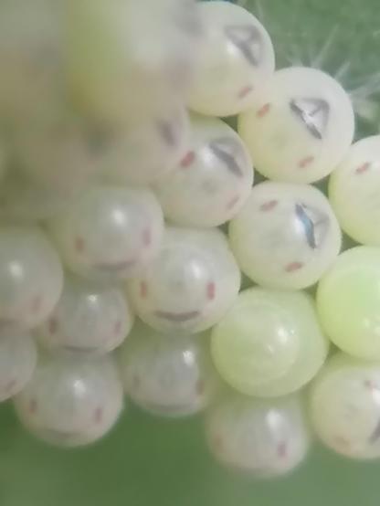 Beetle eggs developing under a stinging nettle leaf