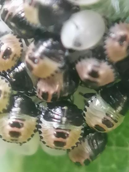 Beetle eggs hatching