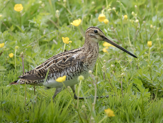 Taivaanvuohi ja piiiiiiitkä nokka! Snipe and the looooong bill!