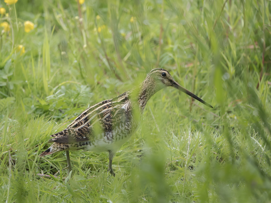 Taivaanvuohi ja piiiiiiitkä nokka! Snipe and the looooong bill!
