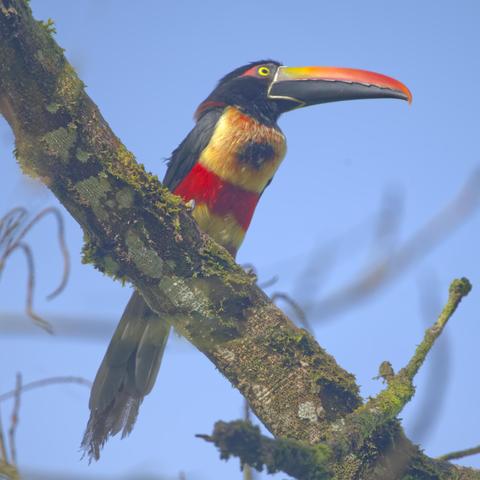 A beautiful slender toucan with a bright scarlet "belt" and a colorful bill the color of flames on the upper mandible and a contrasting black below. This is the Fiery-billed Aracari. Osa Peninsula, Costa Rica. Photo by Peachfront.