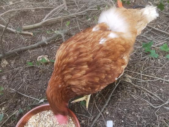 Curiosa, une poule rousse mange des graines. On distingue le blanc des plumes là ou elle les a perdues lors de l'attaque du renard