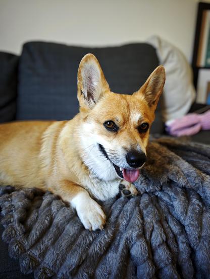 Canis lupus pembrokensis, perched on a fluffy blankie draped over her part of the couch, looking at the camera with rapt attention and hopeful excitement. Tongue slightly out.