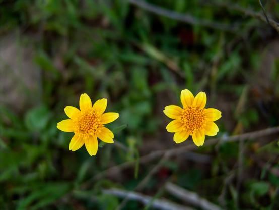 Two bright yellow wildflowers with multiple petals and dense centers, likely daisies or sunflowers, blooming against a blurred green background of grass and foliage.