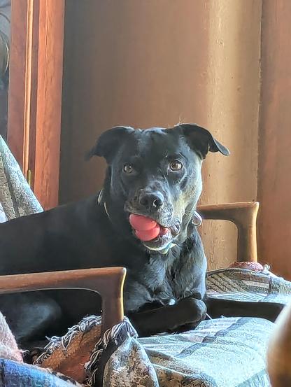 Black dog with red rubber toy in mouth sitting on a chair staring intently into camera