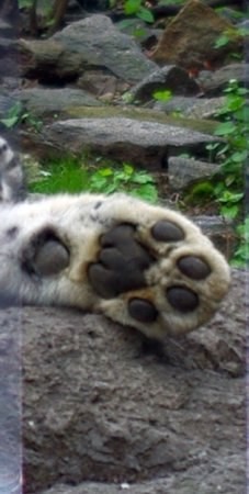 A picture of a snow leopard.