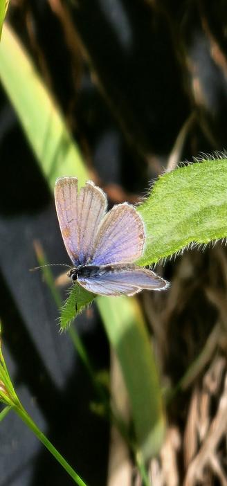 A small butterfly on a fuzzy slender leaf. The butterfly's wings are ragged, but pale blue-purple-pink shaded, darker toward the body. The body is dark colored, and the antennae have horizontal bands.