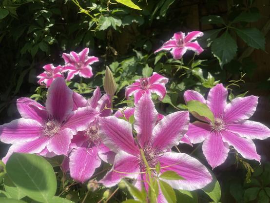 A photo of several pink clematis blossoms with white edges.