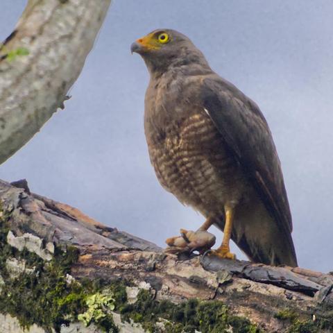 A hawk stands tall on a moss-covered branch clutching a whole cicada in the claw. Bird has a bright yellow eye and a serious expression as if asked to pose with the kill.  Roadside Hawk. Photo by Peachfront.