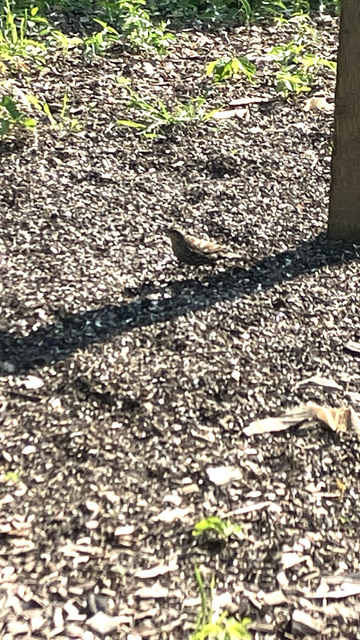 Female red winged blackbird on gravel