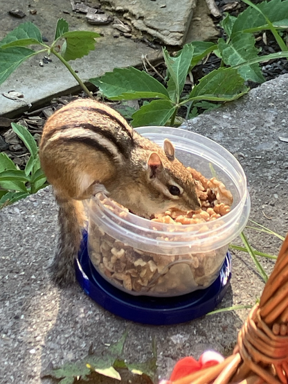 Chipmunk in a plastic container filled with walnuts, on stone slab