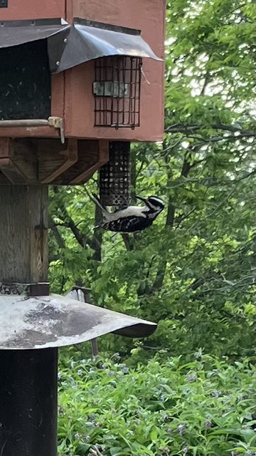 Hairy wood pecker on side of bird feeder perched horizontally, greenery behind