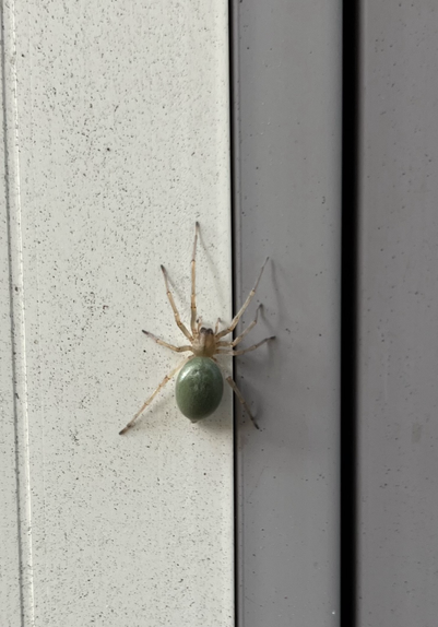 Yellow sac spider on off white and grey wall