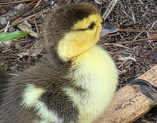 Having a rest after a busy first day of exploring. Close up zoom on one of the newly hatched muscovy ducklings, all fluffy yellow and brown.