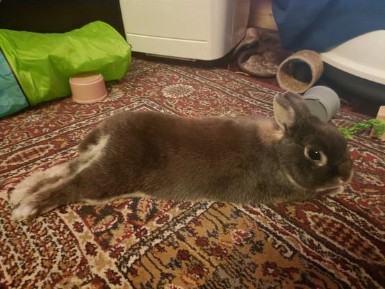 A view from the side of Lua laying on her belly with thumpers stretched back