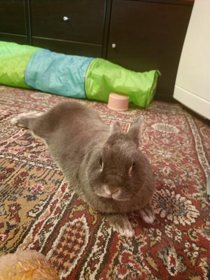 A front view of Lua laying on her belly with thumpers stretched back. Her tiny paws can be seen