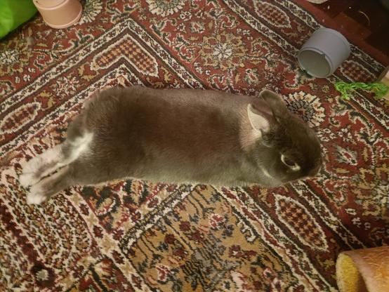A view from above of Lua laying on her belly with thumpers stretched back