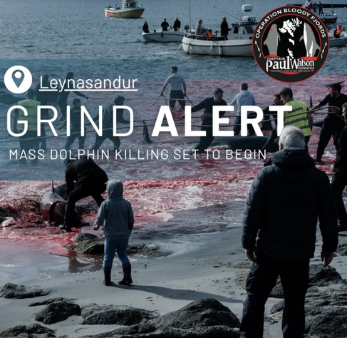 Leynasandur - grind alert, mass dolphin killing set to begin