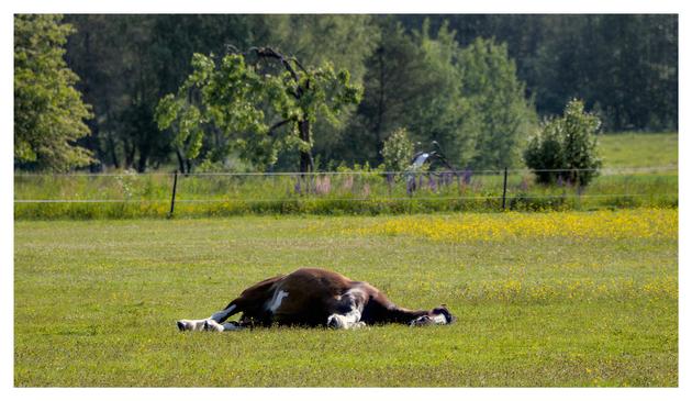 En liggande bild på en liggande häst. Den ligger på grönt gräs, i bakgrunden staket, gula blommor, högt gräs och träd.
