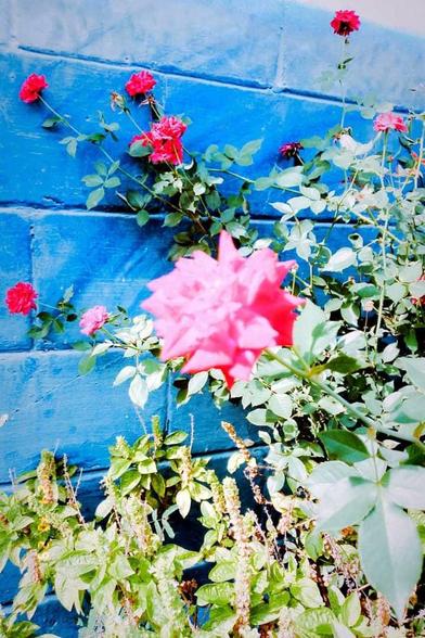 Espiga de flores y hojas verdes. En el centro de la imagen se observa una espiga vertical formada por pequeñas hojas verdes apretadas y algunas flores blancas o ligeramente rosadas que sobresalen. El fondo es borroso, pero también muestra más hojas verdes y otra espiga similar. La luz es natural y resalta el color verde intenso de la planta. La imagen transmite una sensación de frescura y naturaleza.