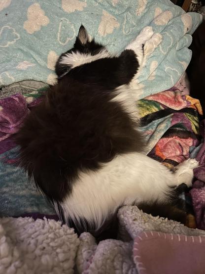 A black and white kitty sleeping on his side in a nest of many fleece blankets. His midsection is plump and floofy. His front arms are stretched out, and his tail puff seems to be tucked under a blankie.